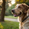 Do Dogs Lose Weight on Raw Diet? Exploring the Benefits and Considerations