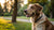 Do Dogs Lose Weight on Raw Diet? Exploring the Benefits and Considerations