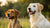 Do Dogs Lose Weight When in Heat? Understanding the Connection Between Estrus and Appetite