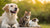 Do Dogs Make Biscuits Like Cats? Exploring the Adorable Phenomenon in Our Furry Friends