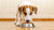 Do Dogs Mind Eating the Same Food Every Day? Understanding Canine Dietary Habits