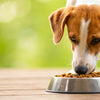 Do Dogs Need Both Wet and Dry Food? Understanding the Best Diet for Your Pup