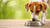 Do Dogs Need Both Wet and Dry Food? Understanding the Best Diet for Your Pup
