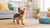 Do Dogs Need Carbs in Their Diet? Understanding Canine Nutrition