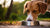 Do Dogs Need Dry and Wet Food? Understanding the Best Diet for Your Furry Friend