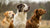 Do Dogs Need Dry Food? Exploring the Benefits and Considerations