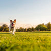 Do Dogs Need Exercise? Understanding Your Furry Friend's Requirements