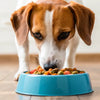Do Dogs Need Grain in Their Dog Food? A Comprehensive Guide for Pet Owners