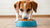 Do Dogs Need Grain in Their Dog Food? A Comprehensive Guide for Pet Owners