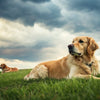 Do Dogs Need Grains in Food? Understanding the Nutritional Needs of Our Canine Companions