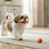 Do Dogs Need Grains in Their Diet? Understanding the Grain Debate for Your Dog's Health