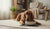 Do Dogs Need High Protein Food? Understanding Your Dog's Nutritional Needs-141418332399