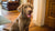 Do Dogs Need Kibble for Their Teeth? Unpacking the Myths and Realities