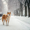 Do Dogs Need Less Exercise in Winter? Understanding Canine Activity Needs in Cold Weather