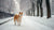 Do Dogs Need Less Exercise in Winter? Understanding Canine Activity Needs in Cold Weather