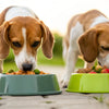 Do Dogs Need Raised Food Bowls? Benefits and Risks Explained