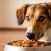 Do Dogs Need Salt in Homemade Food? Understanding Sodium's Role in Canine Diets