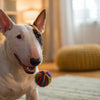 Do Dogs Need Salt in Their Diet? Understanding the Essentials
