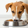 Do Dogs Need to Eat Dog Food? A Guide to Canine Nutrition