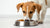 Do Dogs Need to Eat Dog Food? Understanding Your Dog's Nutritional Needs