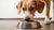 Do Dogs Need to Eat Dry Food? A Comprehensive Guide to Your Dog's Diet