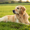 Do Dogs Need to Eat Kibble? Exploring the Best Diet for Our Canine Companions