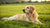Do Dogs Need to Eat Kibble? Exploring the Best Diet for Our Canine Companions