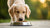 Do Dogs Need to Eat Wet Food? Exploring the Benefits and Considerations