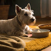 Do Dogs Need Vegetables in a Raw Diet? Understanding the Role of Plant Matter in Canine Nutrition