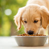 Do Dogs Need Wet and Dry Food? Understanding the Best Diet for Your Pup