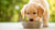 Do Dogs Need Wet and Dry Food? Understanding the Best Diet for Your Pup