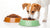 Do Dogs Need Wet Food and Dry Food? A Deep Dive into the Best Feeding Practices