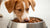 Do Dogs Need Wet Food as Well as Dry? A Comprehensive Guide for Pet Owners