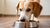 Do Dogs Need Wet Food Every Day? Understanding Your Pup's Dietary Needs