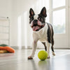 Do Dogs Prefer Dry or Wet Food? Exploring the Preferences and Benefits of Each