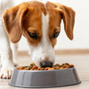 Do Dogs Prefer Wet or Dry Food? Understanding Your Pet's Preferences and Nutritional Needs