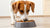 Do Dogs Prefer Wet or Dry Food? Understanding Your Pet's Preferences and Nutritional Needs