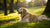 Do Dogs Put on Weight After Being Neutered? Understanding the Link Between Neutering and Weight Gain
