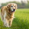 Do Dogs Put on Weight as They Get Older? Understanding Canine Weight Management