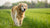 Do Dogs Put on Weight as They Get Older? Understanding Canine Weight Management