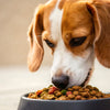 Do Dogs Really Like Kibble? Understanding Their Taste Preferences