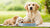 Do Dogs Regurgitate Food for Their Puppies? Understanding a Natural Behavior
