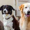 Do Dogs with Cushing's Lose Weight? Understanding Cushing's Disease in Dogs