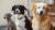 Do Dogs with Cushing's Lose Weight? Understanding Cushing's Disease in Dogs
