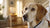 Do Dogs with Diabetes Lose Weight? Understanding Weight Loss in Diabetic Dogs
