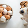 Do Eggs Help Dogs Gain Weight? Exploring Nutritional Benefits and Feeding Guidelines