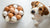 Do Eggs Help Dogs Gain Weight? Exploring Nutritional Benefits and Feeding Guidelines