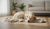Do Female Dogs’ Behavior Change When In Heat? Understanding the Heat Cycle and Its Impact