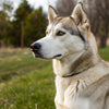 Do Female Dogs Gain Weight After Being Fixed? Understanding the Impact of Spaying on Canine Weight
