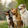 Do Female Dogs Gain Weight After Being Spayed? Understanding the Connection and Prevention Strategies
